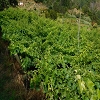 Plants: image 6 Of 208 Thumb